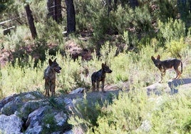 Castilla y León ve «un insulto a la inteligencia» la comparación del Gobierno entre la población de lobos y linces
