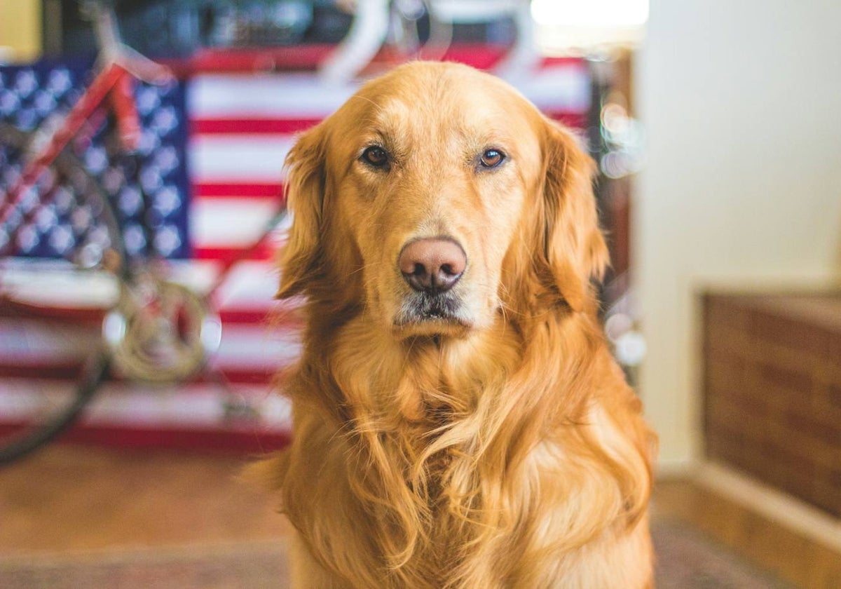 Estas son las cinco cosas que nuestros perros odian de nosotros